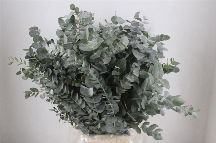 <h4>Euca Cinerea 300gr P Bunch</h4>