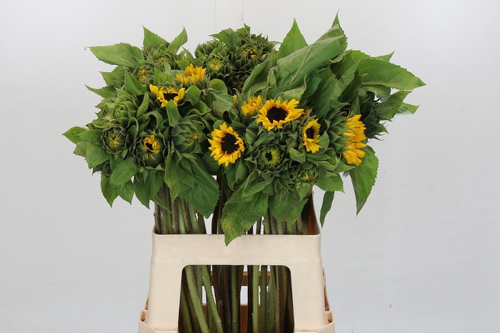 Helianthus Orange Fire