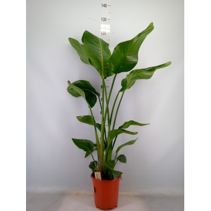 Strelitzia nicolai