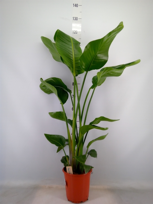 <h4>Strelitzia nicolai</h4>