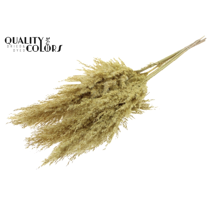 <h4>Pampas Grass 100cm 5st/bunch Frosted Yellow</h4>