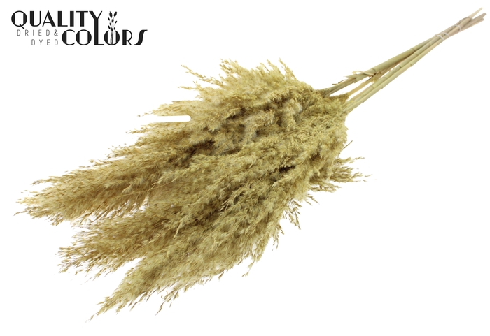 <h4>Pampas Grass 100cm 5st/bunch Frosted Yellow</h4>
