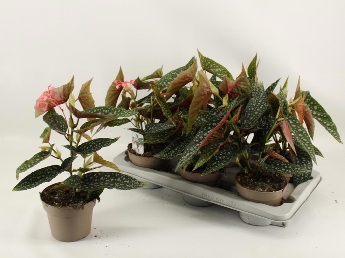 <h4>BEG MA WIGHTII</h4>