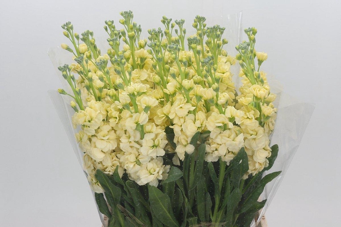<h4>Matthiola Iron Yellow</h4>