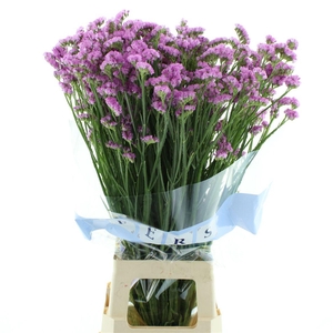 Lim S Fantasia Wings