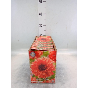 Dahlia   ...flowerbulbs