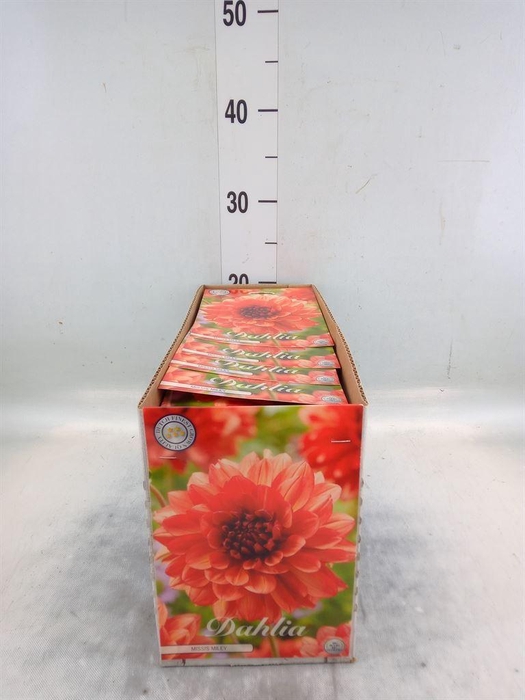 <h4>Dahlia   ...flowerbulbs</h4>
