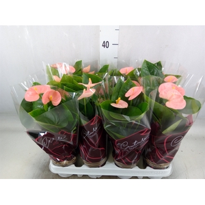 Anthurium andr. 'Spirit'