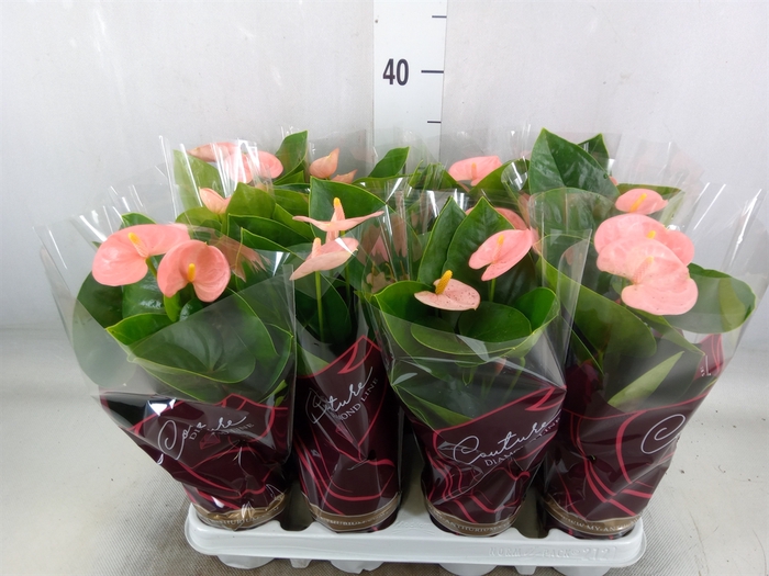 <h4>Anthurium andr. 'Spirit'</h4>