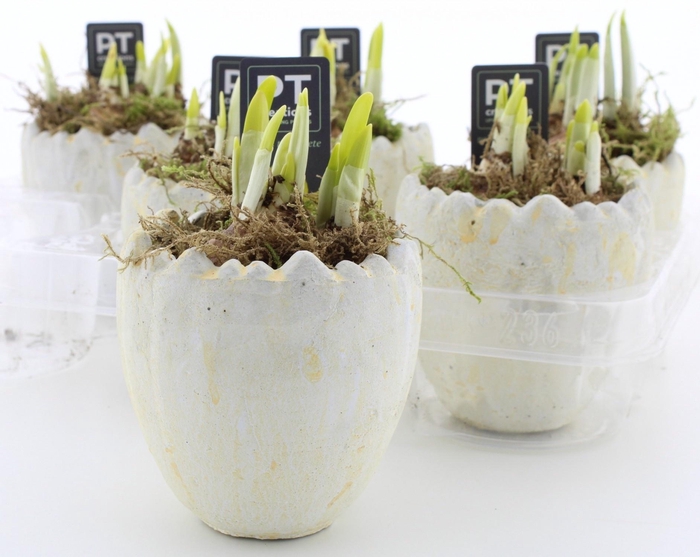 arr8 Arr N Tete A Tete In 1/2 Ei Keramiek