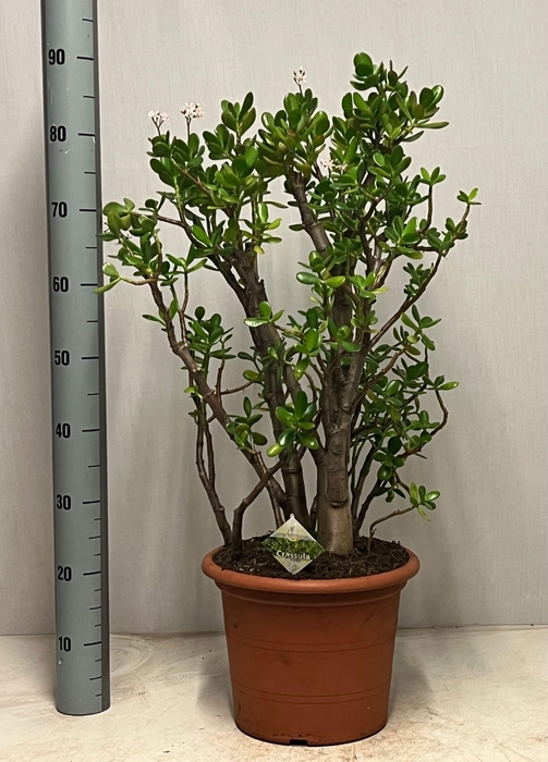 <h4>CRASS OVATA</h4>