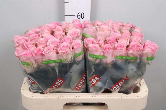 <h4>R Gr Jessika</h4>