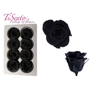 Arrangementen Potroos H%