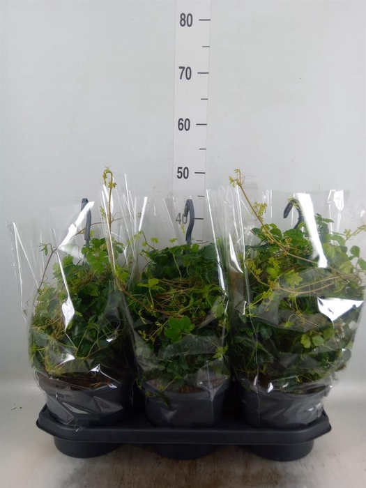 <h4>Parthenocissus  'Sugar Vine'</h4>