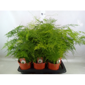 Asparagus setaceus