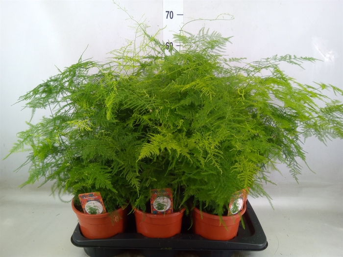 <h4>Asparagus setaceus</h4>