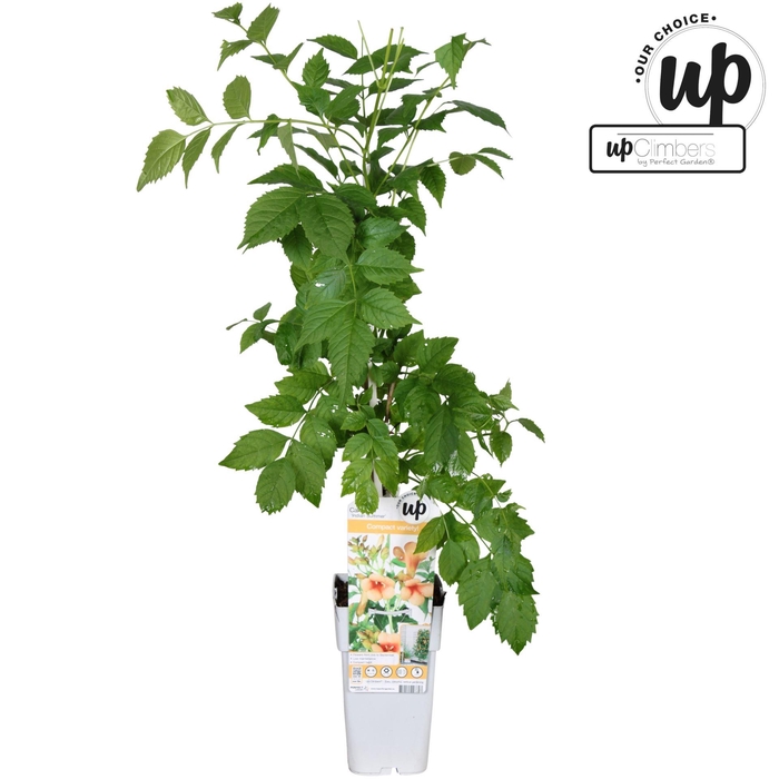 Campsis Indian Summer