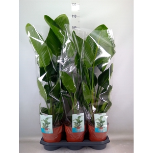Strelitzia nicolai