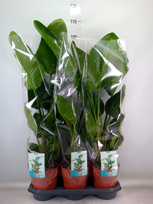 <h4>Strelitzia nicolai</h4>