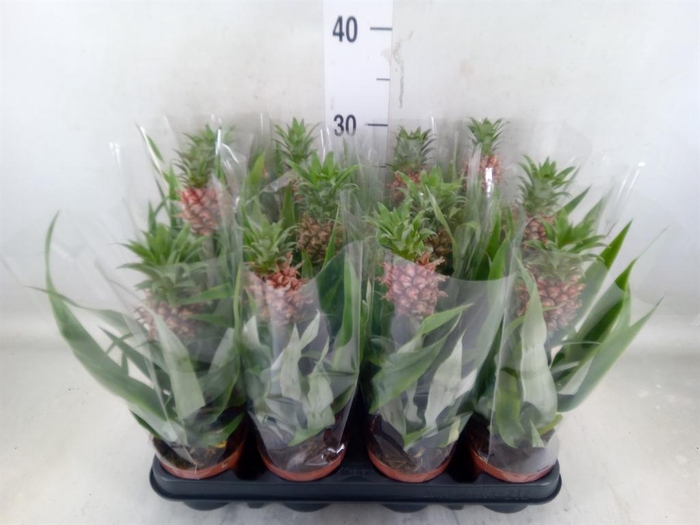 <h4>Ananas  'Rosita'</h4>