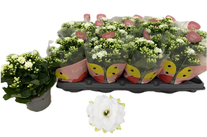 <h4>KAL GE RF GRETA</h4>