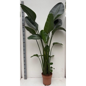 STRELITZIA NICOLAI