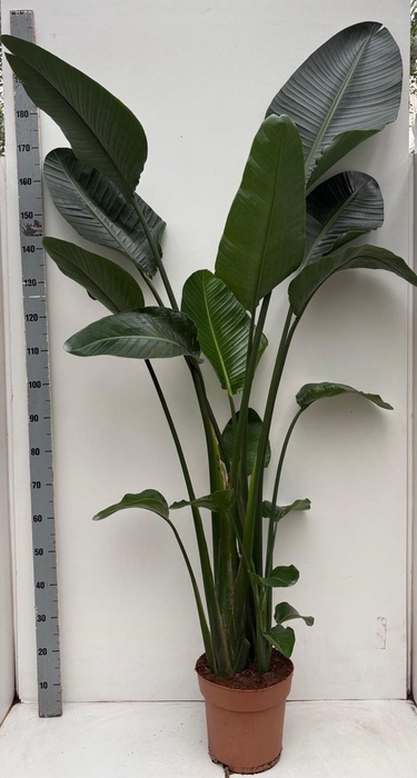 <h4>STRELITZIA NICOLAI</h4>