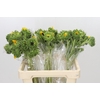 Helianthus Orange Fire