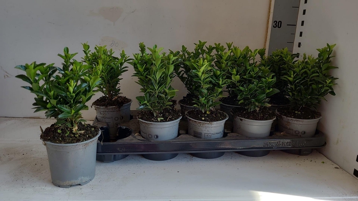 Euonymus Ja Gr Spire