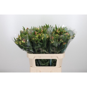 Alstroemeria Pink Paradiso 60 Gram