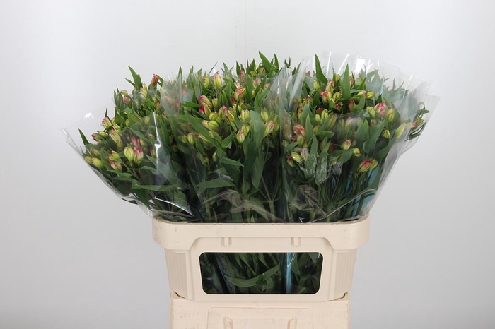 <h4>Alstroemeria Pink Paradiso 60 Gram</h4>