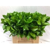 Ruscus