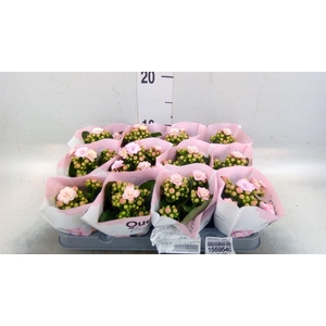 Kalanchoe   ...mini