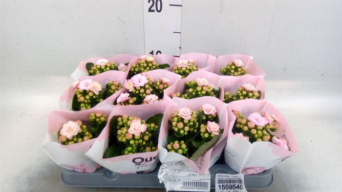 <h4>Kalanchoe   ...mini</h4>