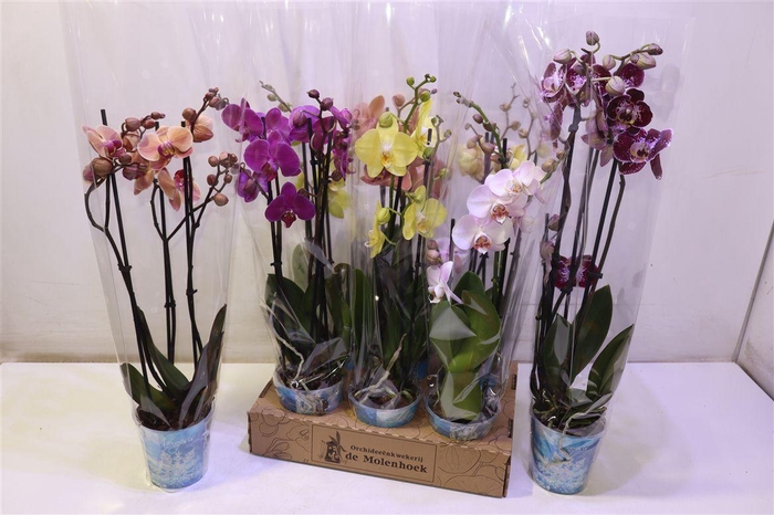 <h4>arr8 Phal Gem 4 Kl</h4>