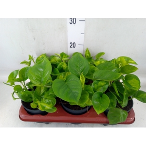 Epipremnum pinn. 'Global Green'