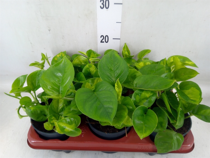 <h4>Epipremnum pinn. 'Global Green'</h4>