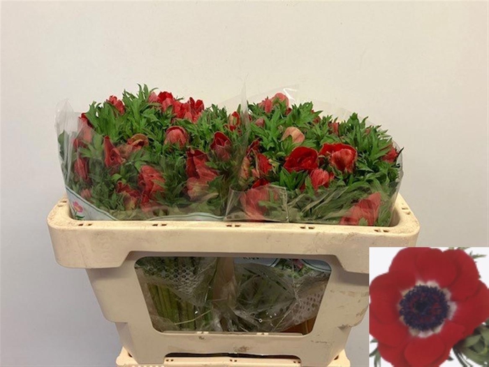 <h4>ANEM CO GALIL ROOD</h4>