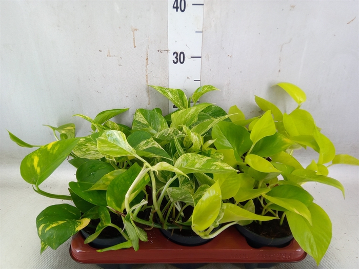 <h4>Epipremnum pinn.   ...mix</h4>
