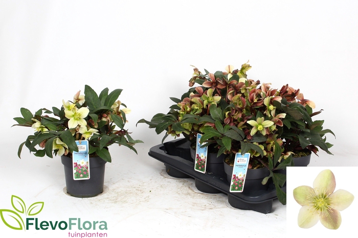 <h4>HELL VIV VALERIA</h4>