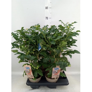 Solanum lycopersicum   ...