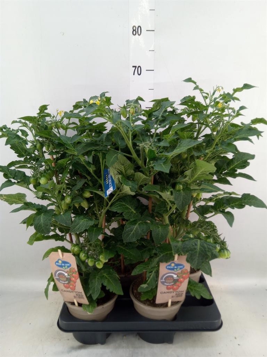 <h4>Solanum lycopersicum   ...</h4>