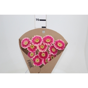 GERBERA DANSA < 050 CM < 10 CM DIAM