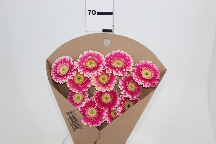 <h4>GERBERA DANSA < 050 CM < 10 CM DIAM</h4>