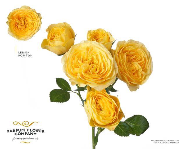 Rosa spray garden lemon pompon
