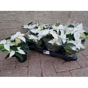 EUPHOR P PRI P WHITE