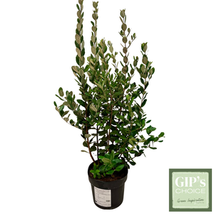 Feijoa sellowiana Bush P24