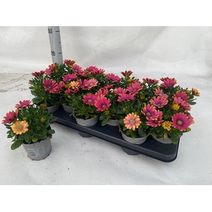OSTEO FP PINK SUN