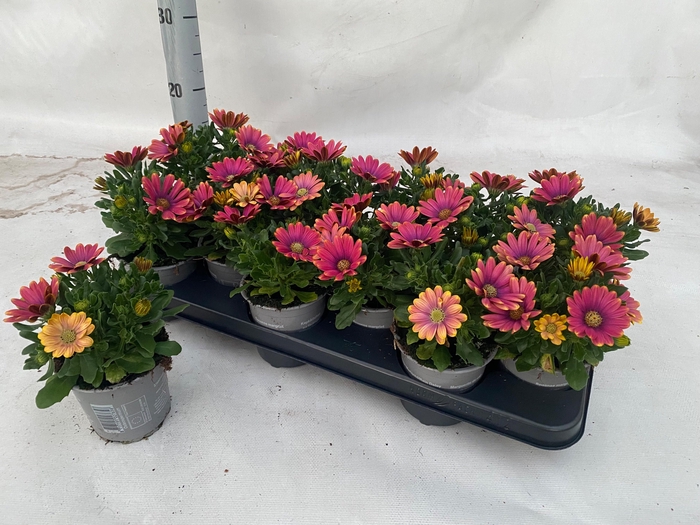 <h4>OSTEO FP PINK SUN</h4>