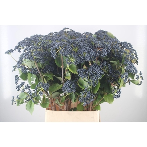 VIBURNUM BLUEBERRY HILL